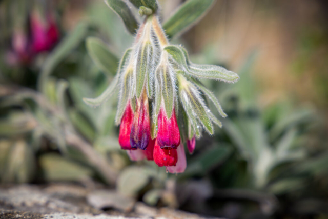 Bayramda ziyaert esnasında mezarlık alanında çektim. Türkçe emzik otu diye geçer kürtçede ise biz buna susik deriz.